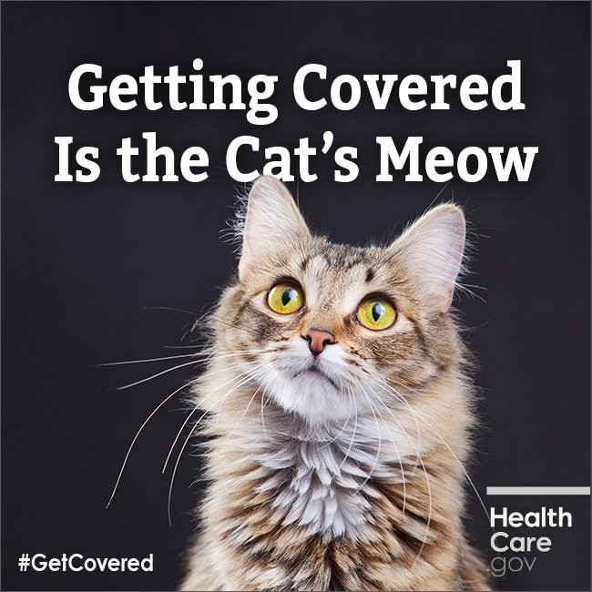 Getting covered is the cat's meow